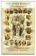 The Holy Rosary Illustrated Joyful-mysteries of Light