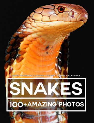 Snake Photography - A Snakes Picture Book - Amazing Big Collection