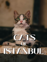 Cats of Istanbul: Coffee Table Picture Book