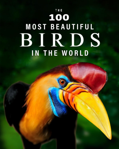 The 100 Most Beautiful Birds in the World