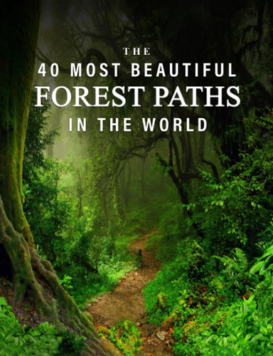 The 40 Most Beautiful Forest Paths in the World
