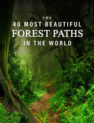 The 40 Most Beautiful Forest Paths in the World