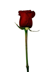 Lillian: Rose