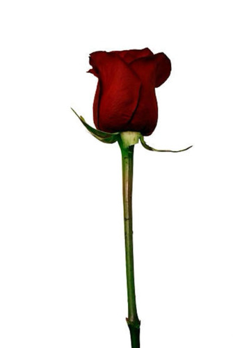Lillian: Rose