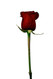 Lillian: Rose