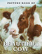 Picture Book of Beautiful Cow: A collection of photographs of