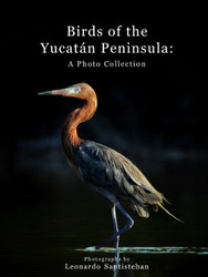 Birds of the Yucat+ín Peninsula: A Photo Collection