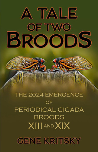 A Tale of Two Broods: The 2024 Emergence of Periodical Cicada Broods