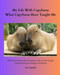My Life With Capybaras What Capybaras Have Taught Me