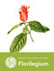 National Tropical Botanical Garden Florilegium
