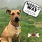 Winnie's Way: inspiration straight from the dog's mouth Winnie's Way: inspiration straight from the dog's mouth