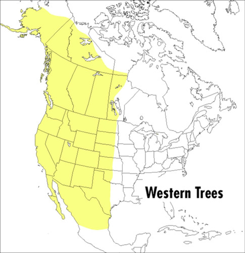 A Peterson Field Guide To Western Trees: Western United States and