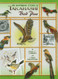 The Inspiring Story of Takahashi Bird Pins