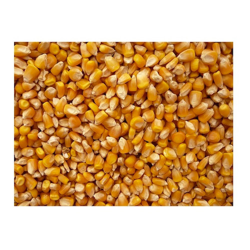 Grains Popcorn Yellow (1x25LB )