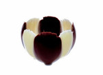 ifiGOURMET Athena Tulip, Dark and White Chocolate Shello (36 EA)