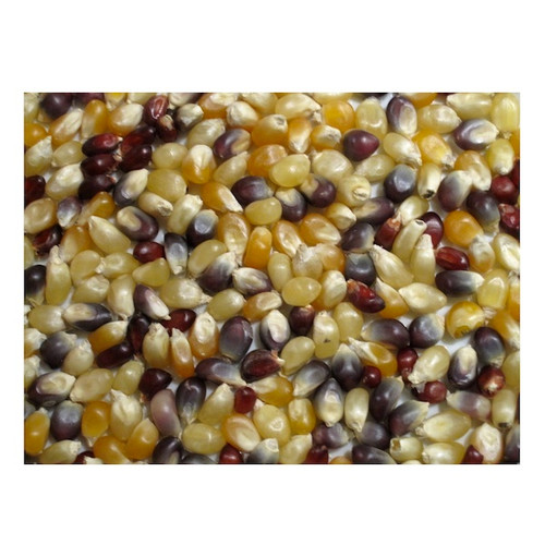 Grains Multi Colored PopCorn (1x25LB )