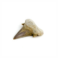Shark Tooth, Mackerel, 2" - 3"