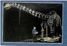10 Pack - Apatosaurus (postcard) (2005)