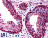 Anti-SAP30L Antibody (aa165-183) IHC-plus LS-B304