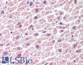 Anti-TDP-43 / TARDBP Antibody (aa350-414) IHC-plus LS-B321