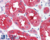 Anti-XAB2 Antibody (aa840-855) IHC-plus LS-B322