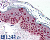 Anti-CDK9 Antibody IHC-plus LS-B354