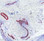 SMA staining with the use of IHC-Tek Antibody Diluent