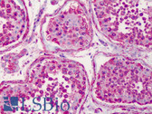 Anti-HSP90AA1 / Hsp90 Alpha A1 Antibody (aa289-300) IHC-plus LS-B375