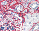 Anti-Collagen V Antibody (Biotin) IHC-plus LS-B379