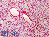 Anti-Collagen VI Antibody (Biotin) IHC-plus LS-B380
