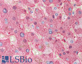 Anti-Fibrinogen Antibody IHC-plus LS-B381