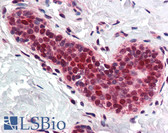 Anti-PCNA / Cyclin Antibody (Internal) IHC-plus LS-B402
