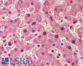 Anti-PPP1R13L / iASPP Antibody (aa780-797) IHC-plus LS-B408