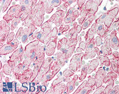 Anti-Adiponectin Antibody (C-Terminus) IHC-plus LS-B440