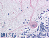 Anti-BAG4 / SODD Antibody (N-Terminus) IHC-plus LS-B446