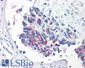 Anti-BIRC5 / Survivin Antibody (clone 32.1) IHC-plus LS-B498