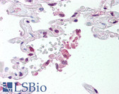 Anti-ABCG1 Antibody (aa300-400) IHC-plus LS-B507