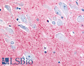 Anti-GAP43 Antibody (aa216-226) IHC-plus LS-B516