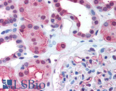 Anti-GAPDH Antibody (clone 2D4A7) IHC-plus LS-B520