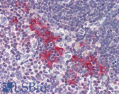 Anti-DNASE2 / DNase II Antibody (aa347-360) IHC-plus LS-B560