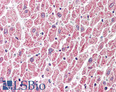 Anti-MLST8 / GBL Antibody (C-Terminus) IHC-plus LS-B569