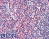 Anti-IRF7 Antibody (C-Terminus) IHC-plus LS-B577