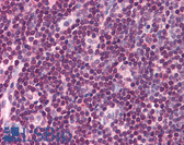 Anti-ICSBP / IRF8 Antibody (C-Terminus) IHC-plus LS-B578