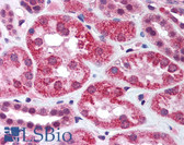 Anti-AIFM1 / AIF / PDCD8 Antibody (aa593-606) IHC-plus LS-B620