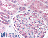 Anti-Nestin Antibody (aa1484-1500) IHC-plus LS-B656