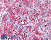 Anti-CD36 Antibody (aa300-400) IHC-plus LS-B662
