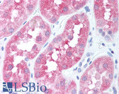Anti-BP1 / DLX4 Antibody (aa1-60) IHC-plus LS-B666