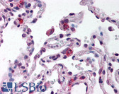 Anti-TLR9 Antibody (Internal) IHC-plus LS-B688