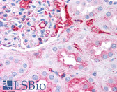 Anti-Fibrinogen Antibody IHC-plus LS-B697