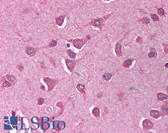 Anti-GAPDH Antibody (aa51-290) IHC-plus LS-B738